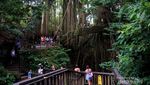 Gemasnya Monyet di Ubud Monkey Forest