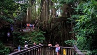 Area wooden path dengan suasana sejuk di antara pohon yang tumbuh rapat