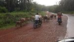 Gembala Sapi Modern di Sumsel