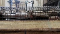 Salah satu benda-benda yang terdapat di dalam Kolner Dom