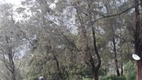Gerobak ijen