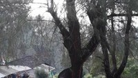 Gerobak ijen