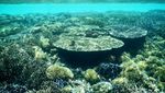 Gili Kapal, Pulau Unik yang Bisa Tenggelam di Lombok