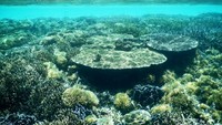 Koral yang sehat mengelilingi Gili Kapal