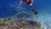 Snorkeling melihat ikan