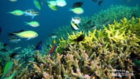 Terumbu karang dan ikan warna-warni di Gili Kondo