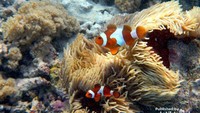 Finding Nemo! Ikan-ikan Nemo di Gili Kondo