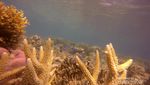Gili Labak, Keindahan Pantai & Bawah Laut Madura