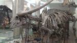 Grrr! Ada T-Rex di Museum Geologi Bandung