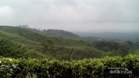 Hamparan Kebun Teh Gucialit