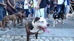 Guk! Guk! Lucunya Festival Anjing di Fort Rotterdam