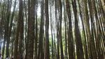 Gumuk Pasir & 4 Tempat Wisata Asyik di Bantul