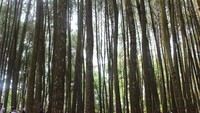 Hutan Pinus Imogiri