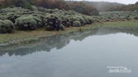 Padang edelweiss, Tegal Alun, Papandayan
