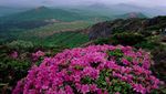 Gunung Hallasan, Puncak Tertinggi di Korea Selatan