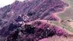 Gunung Hallasan, Puncak Tertinggi di Korea Selatan