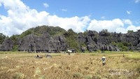 Paduan eksotis : Sawah, karst, petani dan langit biru