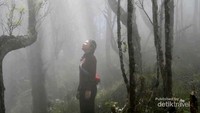 Pohon-pohon bonsai yang usianya  ratusan tahun dan telah ditumbuhi aneka lumut serta Kabut yang menyelimuti kawasan hutan menjadi spot yang indah bagi pemburu foto