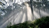 Ketika pagi menjelang pancaran matahari akan menembus cela-cela pepohonan dan menciptakan lukisan alam yang luar biasa