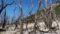 Hutan Mati