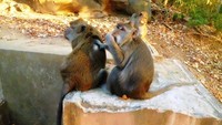 Macaca fascicularis kera endemik Indonesia penghuni Pengsong