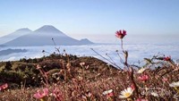 Bunga Daisy banyak tumbuh Gunung Prau