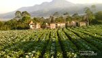 Gunung Ragajembangan, Selalu Bikin Rindu Orang Banjarnegara