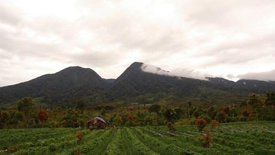 Gunung Tujuh, Taman Nasional Kerinci Seblat (TNKS) - Bag.2: Mendaki