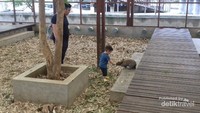 Kegiatan memberi makan kelinci