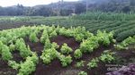 Habiskan Akhir Pekan di Bogor, Coba Main ke Kuntum Farmfield