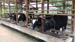 Habiskan Akhir Pekan di Bogor, Coba Main ke Kuntum Farmfield
