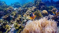 Keindahan alam di bawah laut Kepulauan Raja Ampat