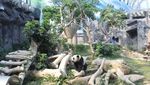 Hai Traveler, Panda-panda Lucu Ini Menunggumu di Macau