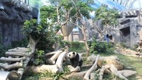 Nah, panda ini juga binatang yang aktif, loh..