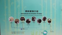 Silsilah panda dan saudara-saudaranya..