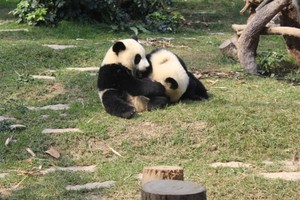 Hai Traveler, Panda-panda Lucu Ini Menunggumu di Macau