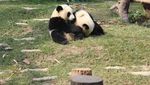 Hai Traveler, Panda-panda Lucu Ini Menunggumu di Macau