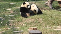 Duh, imutnya panda-panda ini! Gemas...
