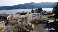 Sakura dengan latar pemandangan danau