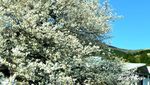Hakone, Tempat Ciamik untuk Melihat Bunga Sakura di Jepang