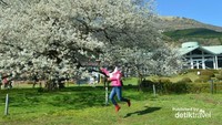 Sakura di Hakone-en