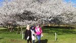 Hakone, Tempat Ciamik untuk Melihat Bunga Sakura di Jepang