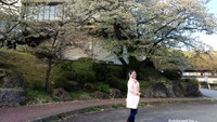 Bunga sakura mekar di sepanjang jalan