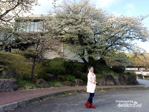 Hakone, Tempat Ciamik untuk Melihat Bunga Sakura di Jepang