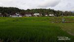 Halo Danau Kerinci, Apa Kabar?