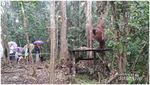 Halo Taman Nasional Tanjung Puting!