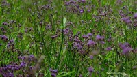 Pesona keindahan bunga Verbena dari dekat.