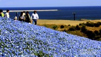Indah nya Tiga biru, Nemophila, langit dan laut biru