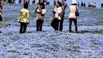 Hamparan Karpet Bunga di Jepang, Cantik Banget!