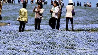 Orang Jepang mengabadikan foto di Festival Nemophila